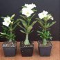White Desert Rose Bonsai Ornamental Plant Balcony Bonsai Potted Beautiful Flower 2 Seeds