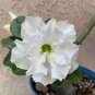 White Desert Rose Bonsai Ornamental Plant Balcony Bonsai Potted Beautiful Flower 2 Seeds