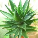 Aloe Vera Plant Herbal Succulent Bonsai Houseplants Edible Beauty Cosmetic 200 Seeds