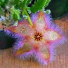 Exotic Rare Cactus Bonsai Stapelia Pulchella Bonsai Lithops 400 Seeds