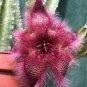 Exotic Rare Cactus Bonsai Stapelia Pulchella Bonsai Lithops 400 Seeds