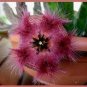 Exotic Rare Cactus Bonsai Stapelia Pulchella Bonsai Lithops 400 Seeds