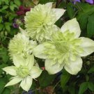 Clematis Bonsai Clematis Plant Bonsai Clematis Florida Thunb Flowers Bonsai 200 Seeds