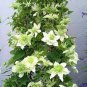 Clematis Bonsai Clematis Plant Bonsai Clematis Florida Thunb Flowers Bonsai 200 Seeds
