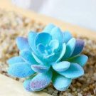 Bonsai Flowers Indoor Succulents Plant 200 Seeds