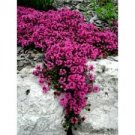 Creeping Thyme Bonsai or Blue Rock CRESS Plant Perennial Ground Cover Flower Flores 1000 Seeds