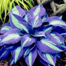 Hosta Bonsai Perennials Plantain Beautiful Lily Flower White Lace 200 Seeds