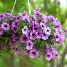 Bonsai Hanging Petunia Garden Petunia Mixed Color Potted Perennial Flower 400 Seeds