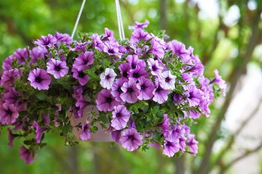 Bonsai Hanging Petunia Garden Petunia Mixed Color Potted Perennial Flower 400 Seeds