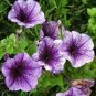 Bonsai Hanging Petunia Garden Petunia Mixed Color Potted Perennial Flower 400 Seeds