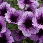 Bonsai Hanging Petunia Garden Petunia Mixed Color Potted Perennial Flower 400 Seeds