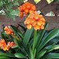Clivia Bonsai,Cheap Clivia Potted,Bonsai Balcony Flower 200 Seeds