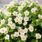 Rare Exacum Affine Bonsai Summer Skies Exacum Affine Flower Bonsai 200 Seeds