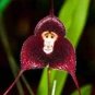 Mixed Colourful Monkey Face Orchid Plants Red Cream Potted Peru Flower Plants 10 Seeds