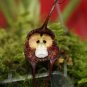 Mixed Colourful Monkey Face Orchid Plants Red Cream Potted Peru Flower Plants 10 Seeds
