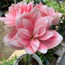 Amaryllis Cheap Amaryllis Flower, The Barbados Lily Bonsai Plant Pot 400 Seeds