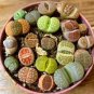 Beauty Mixed Mini Lithops Bonsai Plants Cactus Bonsai Plants 200 Seeds