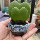 Hoya Kerrii Bonsai (Hoya Kerrii) Family Bonsai Gardening Supplies Variety of Flower Bonsai 200 Seeds