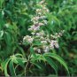 Vitex Negundo Tree Semente Plant Shrub Tree Stem Jing Tiao 200 Seeds