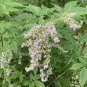 Vitex Negundo Tree Semente Plant Shrub Tree Stem Jing Tiao 200 Seeds