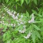 Vitex Negundo Tree Semente Plant Shrub Tree Stem Jing Tiao 200 Seeds