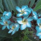 Plumeria (Frangipani, Hawaiian Lei Flower) Bonsai 200 Seeds