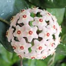 Hoya Carnosa Bonsai, Hoya Fleshy Flower Bonsai Garden Plants 200 Seeds