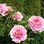 Tree Peony Bonsai,Rare Beautiful Garden Flower Mix Color 20 Seeds