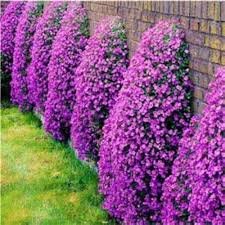 Creeping Thyme Bonsai or Blue Rock CRESS Plant Perennial Ground Cover Flower 200 Seeds