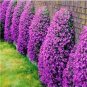 Creeping Thyme Bonsai or Blue Rock CRESS Plant Perennial Ground Cover Flower 200 Seeds