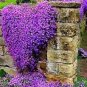 Creeping Thyme Bonsai or Blue Rock CRESS Plant Perennial Ground Cover Flower 200 Seeds