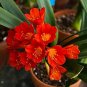 Mixed Clivia Rare Rainbow Clivia Flower Potted Plants Flower 200 Seeds