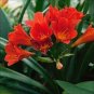 Mixed Clivia Rare Rainbow Clivia Flower Potted Plants Flower 200 Seeds