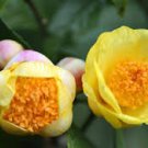Golden Yellow Rare Camellia Nitidissima Bonsai 100 Seeds