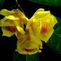 Golden Yellow Rare Camellia Nitidissima Bonsai 100 Seeds