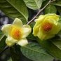 Golden Yellow Rare Camellia Nitidissima Bonsai 100 Seeds