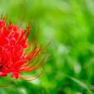 manjusaka mandarava Beautiful Flower Planting Potted 400 Seeds