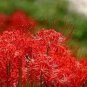 manjusaka mandarava Beautiful Flower Planting Potted 400 Seeds