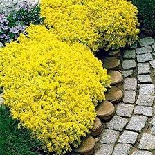 Creeping Thyme Bonsai or Blue Rock CRESS Plant 1000 Seeds