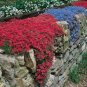 Creeping Thyme Bonsai or Blue Rock CRESS Plant 1000 Seeds