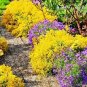 Creeping Thyme Bonsai or Blue Rock CRESS Plant 1000 Seeds
