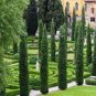 Italian Cypress Tree Seeds Cupressus Sempervirens 100 Seeds