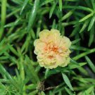 Mixed Color Moss-Rose Purslane Double Flower Bonsai 200 Seeds