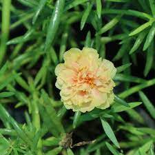 Mixed Color Moss-Rose Purslane Double Flower Bonsai 200 Seeds