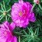 Mixed Color Moss-Rose Purslane Double Flower Bonsai for Planting 200 Seeds