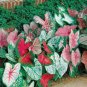 Multicolor Caladium Bonsai Caladium Bicolor Bright Leaf Flower 200 Seeds