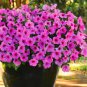 Hanging Petunia Mixed Flores Color Waves Beautiful Flowers 400 Seeds