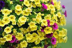 Hanging Petunia Mixed Flores Color Waves Beautiful Flowers 400 Seeds
