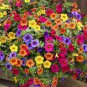 Hanging Petunia Mixed Flores Color Waves Beautiful Flowers 400 Seeds