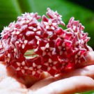 Hoya Seeds Potted Seed Hoya Carnosa Flower Seed Garden Plants 40 Seeds